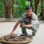 Giá nấm lim xanh Nguyễn Đình Hoa như thế nào?