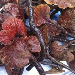 Hình ảnh của cây nấm lim xanh tự nhiên như thế nào?