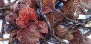 Hình ảnh của cây nấm lim xanh