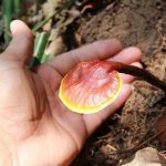 Phân biệt nấm lim xanh thật giả qua hình ảnh nấm lim