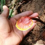 Hành trình thu hái nấm lim xanh tự nhiên