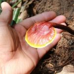 Mua nấm lim xanh ở Hà Nội uy tín chất lượng