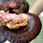 Cách tìm và chọn nơi bán nấm lim xanh chất lượng