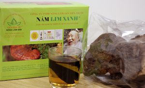 Sản phẩm Nấm lim xanh Nguyên cây: Từ nấm lim xanh rừng tự nhiên
