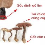 Cách nhận diện nấm lim xanh thật giả chính xác