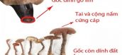 nhận biết nấm lim xanh thật giả chính xác
