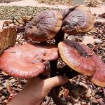 Mua nấm linh xanh Hà Nội ở đâu?