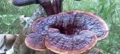 Uống nấm lim xanh có độc không