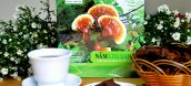 Nấm lim xanh điều trị ung thư phổi