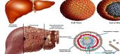 Nấm lim xanh chữa bệnh viêm gan B