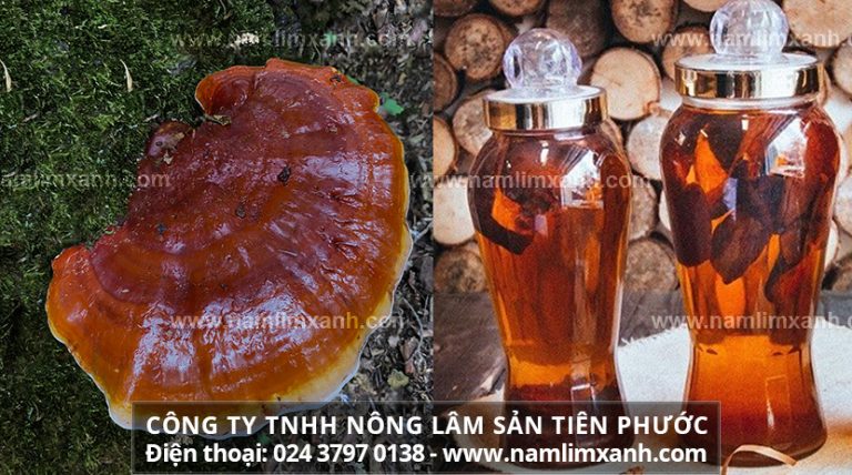 Bài thuốc quý nấm lim xanh ngâm 45 độ cho sức khỏe