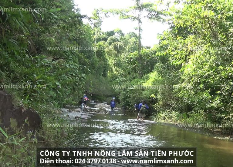 Cách dùng và những lưu ý khi sử dụng nấm lim xanh loại Tốt, Thái lát