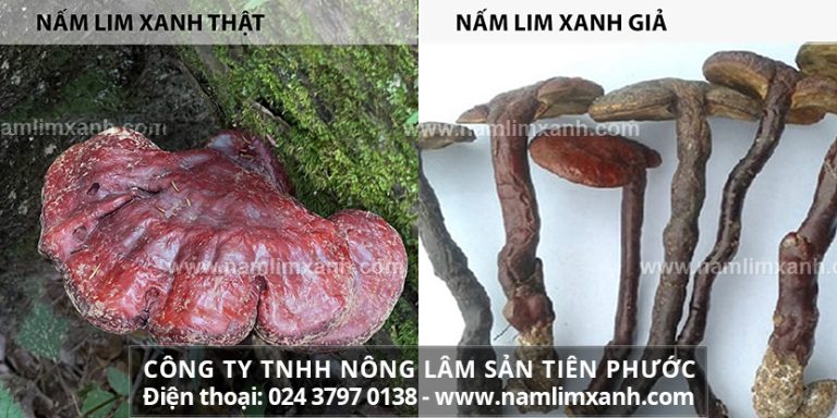 Cách phân biệt nấm lim xanh thật giả chính xác nhất