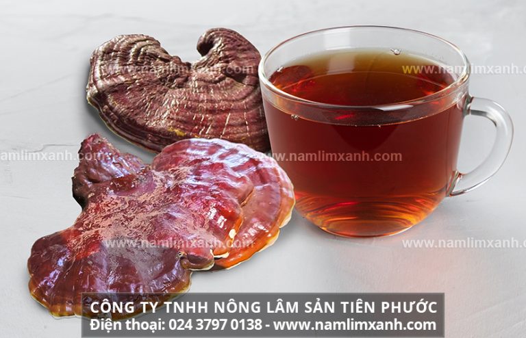 Cách sơ chế nấm lim xanh hỗ trợ giúp hết bệnh hiệu quả