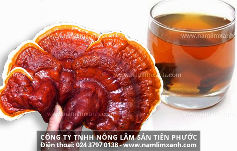 Cách sử dụng nấm lim xanh ngâm 45 độ bồi bổ sức khỏe