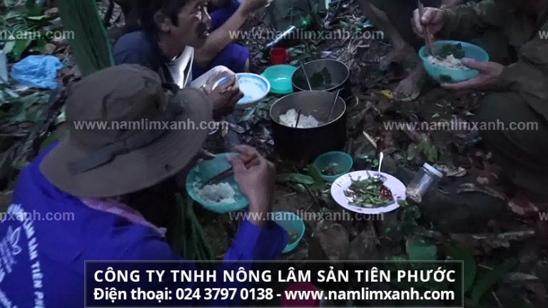  Cách uống nấm lim xanh để đạt hiệu quả tối đa