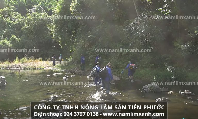 Cách uống nấm lim xanh giúp lành bệnh