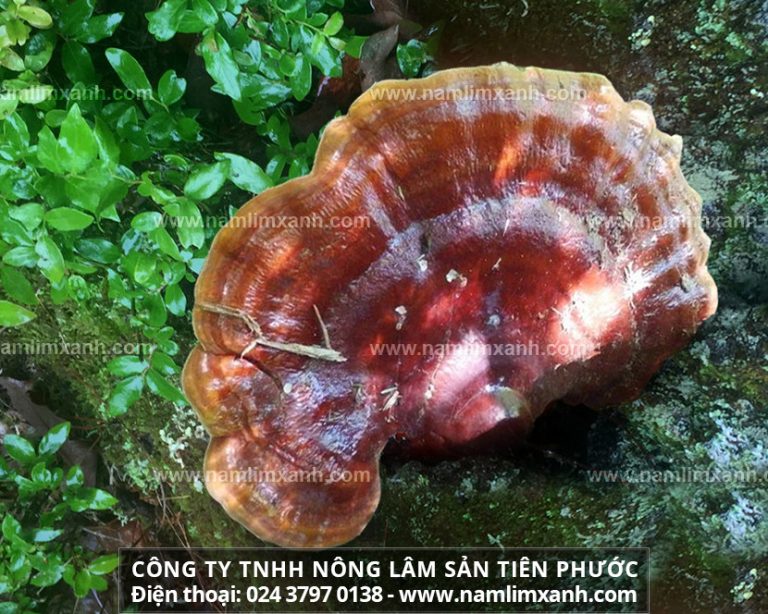 Công dụng của nấm lim xanh loại Tốt, Thái lát