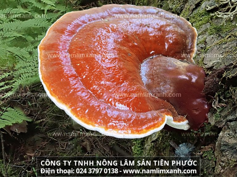 Công ty TNHH Nấm Lim Xanh Việt Nam đã ủy quyền cho đại lý ở Bắc Ninh phân phối trực tiếp tới tay người dùng