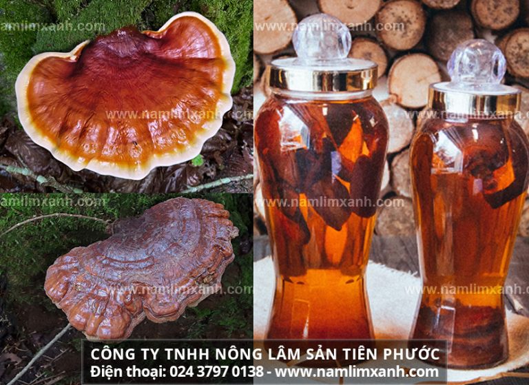 Dùng cây nấm lim xanh có ngâm 45 độ được không