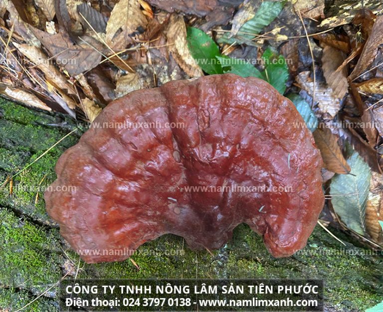 Giá bán nấm lim xanh công ty Tiên Phước bao nhiêu