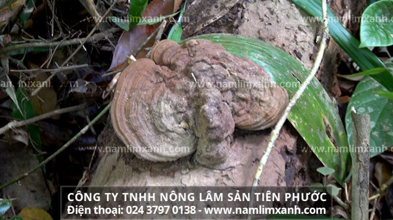 Hình ảnh nấm lim xanh mọc trong rừng tự nhiên