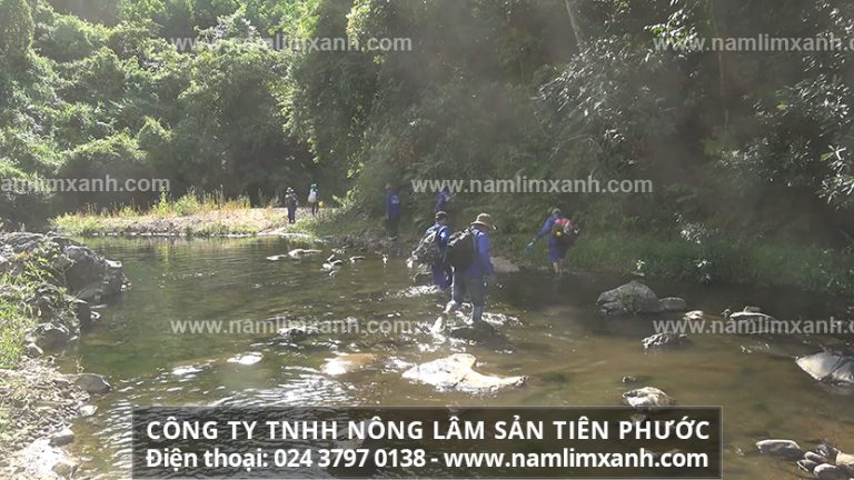 Hướng dẫn cách sử dụng nấm lim xanh ngâm 45 độ bồi bổ sức khỏe       