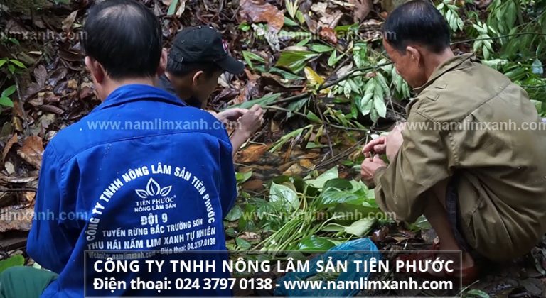 Làm sạch nấm lim xanh như thế nào