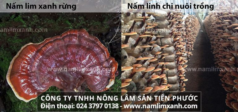 Mách bạn cách nhận biết nấm lim xanh thật giả