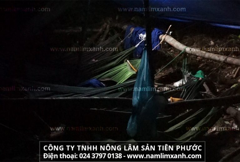 Nấm Lim xanh còn tươi trên thân cây buổi sáng sớm