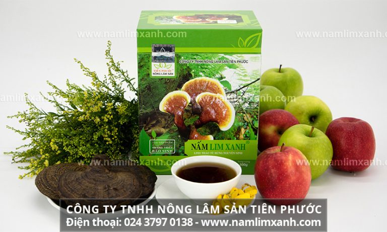 Nấm lim xanh Thanh-thiết-bảo-sinh với nhiều công dụng điều trị bệnh hiệu quả