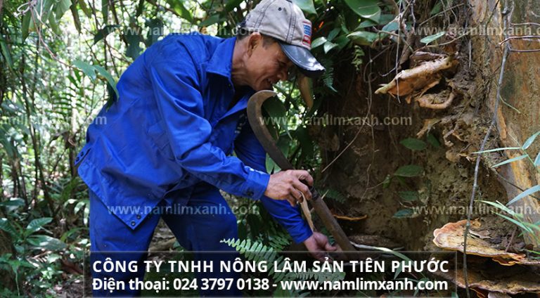 Nấm lim xanh có những loại nào và mọc ở đâu