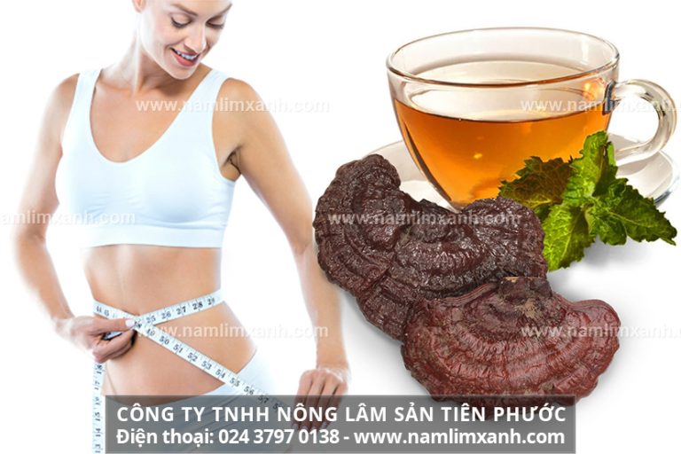 Nấm lim xanh giúp giảm cân nhanh chóng