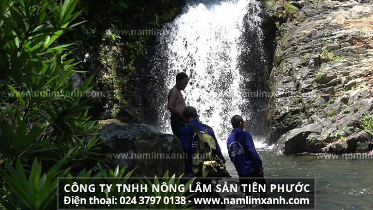 Nấm lim xanh hỗ trợ giúp hết các bệnh ung thư nào