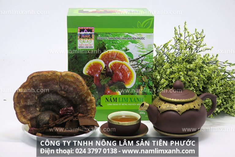 Nấm lim xanh là thảo dược an toàn có công dụng đối với sức khỏe và được nhiều người sử dụng hiện nay.