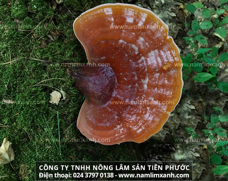 Nấm lim xanh rừng tự nhiên giá bao nhiêu tiền 1kg là câu hỏi nhiều người quan tâm.