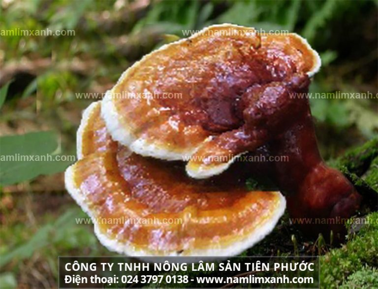 Nấm lim xanh trị ung thư gan như thế nào