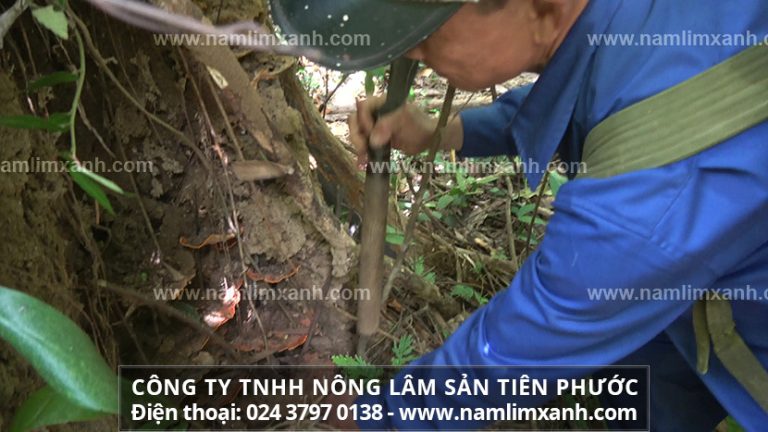 Nấm lim xanh trị ung thư như thế nào và cách dùng hiệu quả