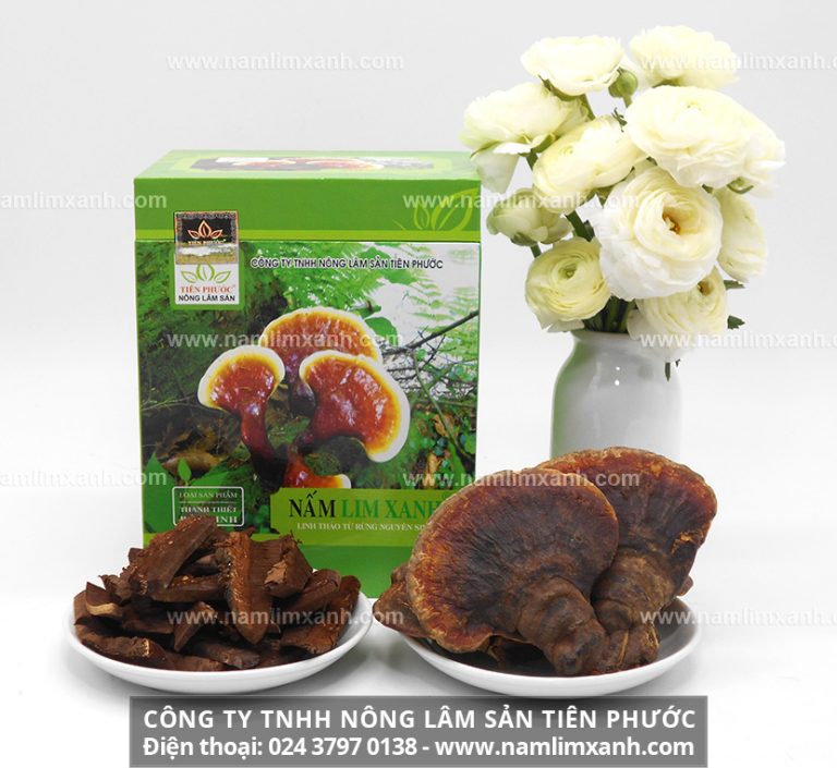 Nấm lim xanh trị ung thư và chống lại virus gây bệnh