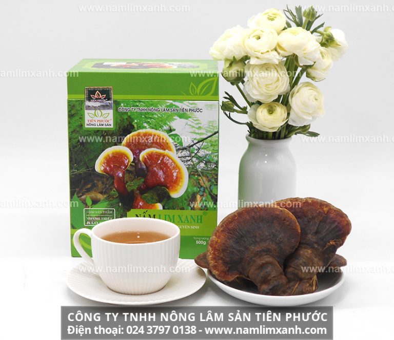 Nấm lim xanh tự nhiên cần sơ chế để loại bỏ độc tố