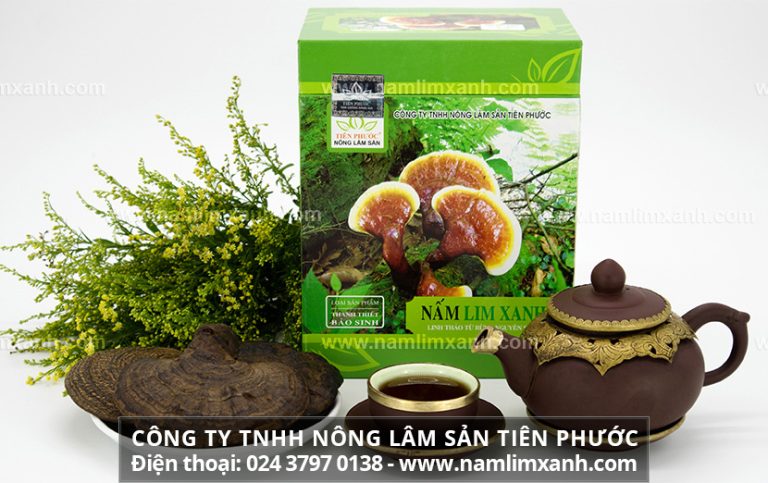 Nấm lim xanh tự nhiên mọc ở đâu và tác dụng cây nấm lim