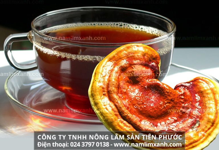 Nấm lim xanh uống như thế nào hiệu quả tối đa