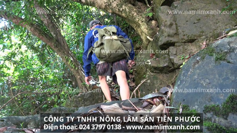 Nên sử dụng nấm lim xanh đều đặn để cải thiện sức khỏe