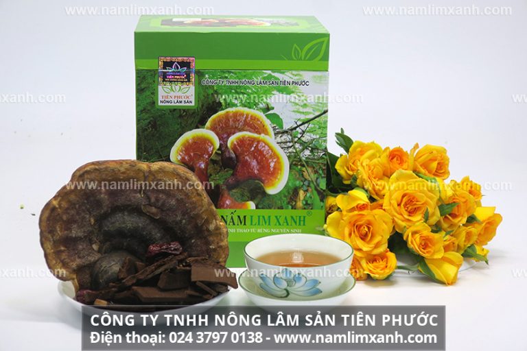 Nguồn gốc nấm lim xanh từ rừng nguyên sinh Tây Nguyên và Nam Lào