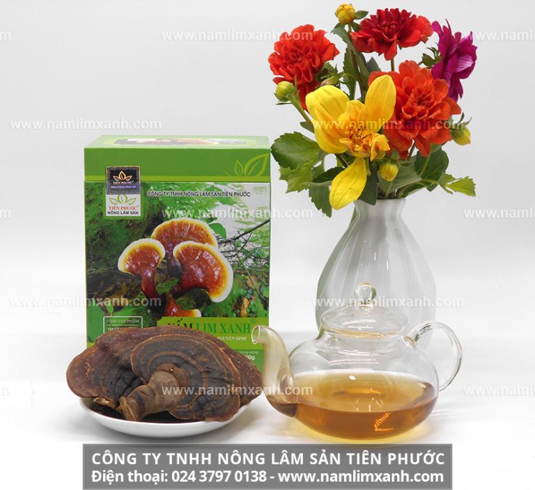 Nguồn gốc nấm lim xanh và nơi mọc nấm lim xanh rừng tự nhiên