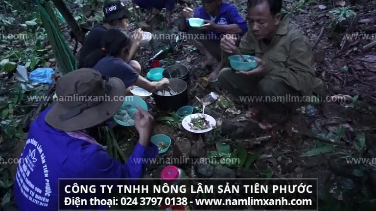 Phân biệt nấm lim xanh thậtgiả, kém chất lượng