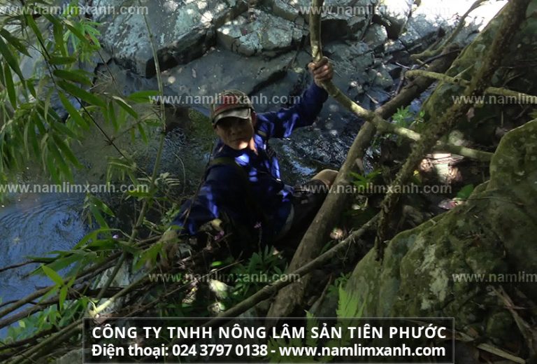 Quý khách hàng hoàn toàn có thể yên tâm lựa chọn sản phẩm Nấm lim xanh để chăm sóc sức khỏe cho mình và người thân.