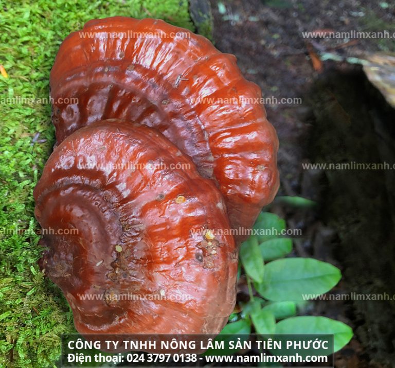 Quý khách hàng ở Vĩnh Phúc có mong muốn tìm mua nấm lim xanh Tiên Phước hoặc có những thắc mắc về cách sử dụng, tác dụng của loại nấm này thì hãy liên hệ trực tiếp đại lý công ty