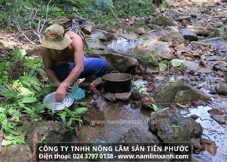 Sử dụng nấm lim xanh mỗi ngày giúp bồi bổ sức khỏe hiệu quả