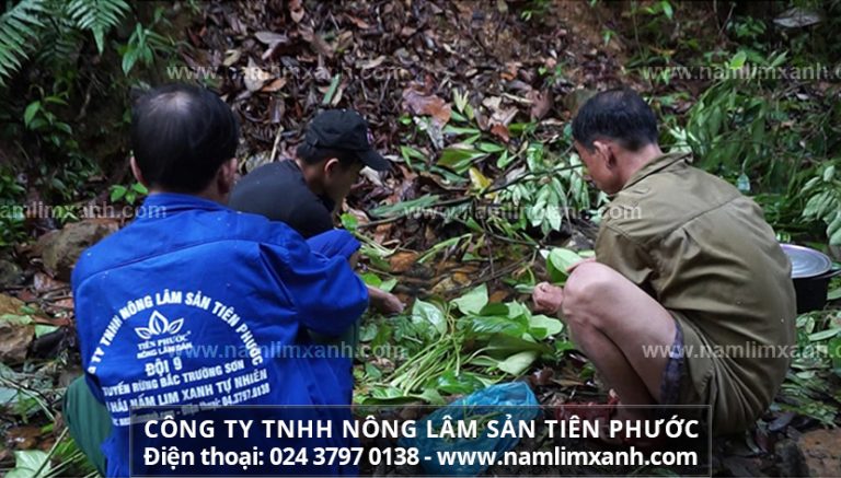 Sử dụng sản phẩm Nấm lim xanh của Công ty TNHH Nấm Lim Xanh Việt Nam hoàn toàn có thể yên tâm về giá cả cũng như chất lượng sản phẩm.